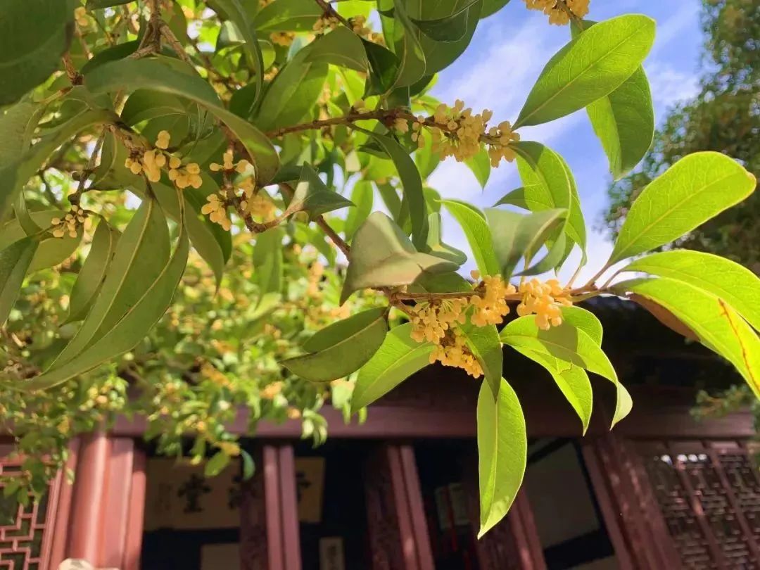 房前屋后种什么树 七种吉祥树，有的花美，有的爱结果，房前屋后种一棵，实用又旺家