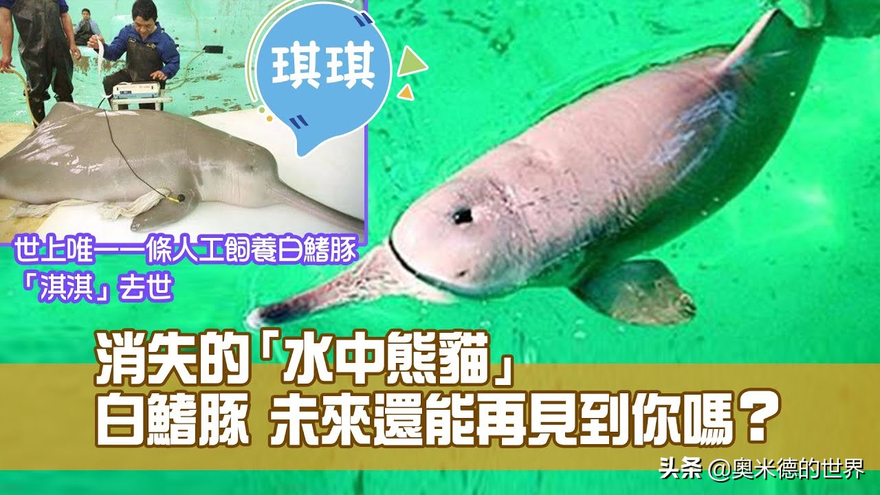 十种因人类活动而灭绝的动物，再见“长江女神”白鳍豚