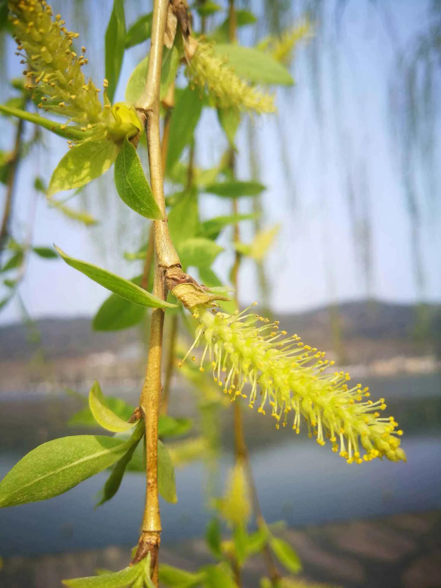 "柳枝"可不只代表"送别",一文读懂所有"杨柳"文化