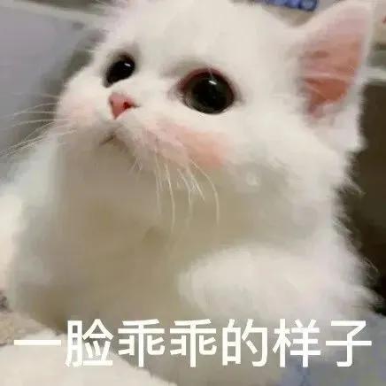 搞对象用的可爱猫咪表情包 谁又会在乎我的感受呢