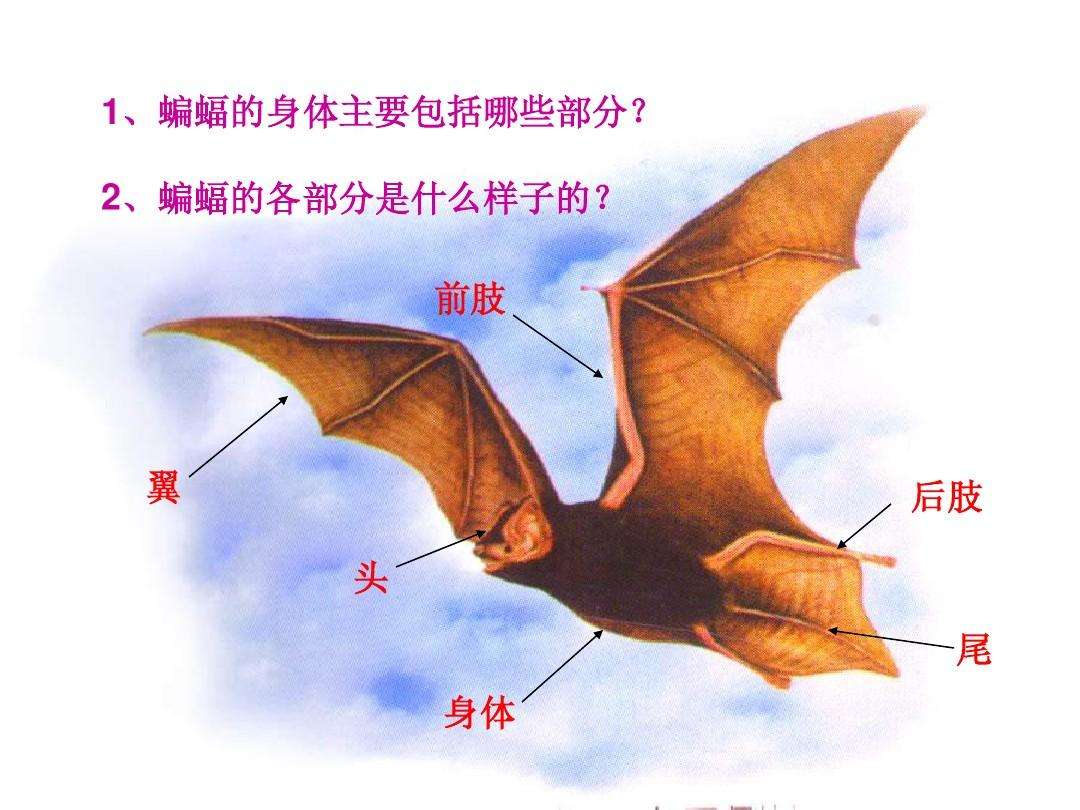 蝙蝠携带病毒上千种，包括冠状病毒，人类为何不消灭蝙蝠？