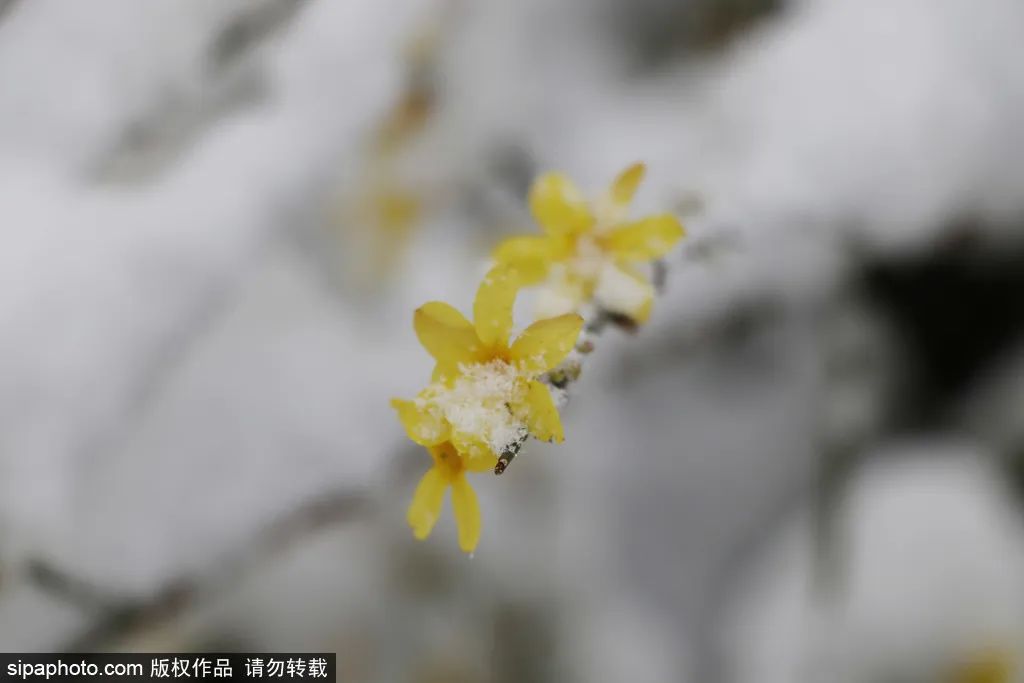 当春花遇上春雪，看京城别样的诗意与浪漫~