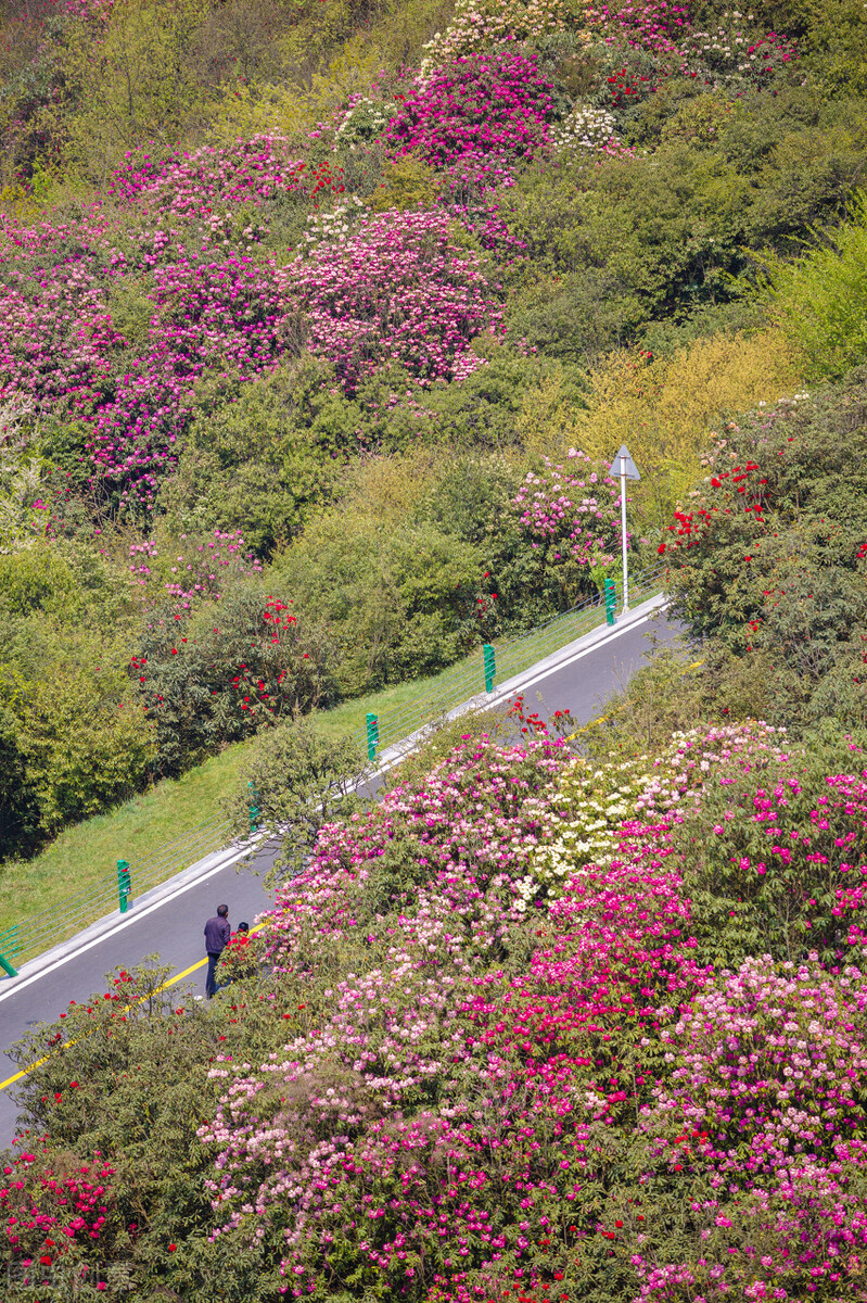 假如没有贵州，中国的春天就要凋零一半
