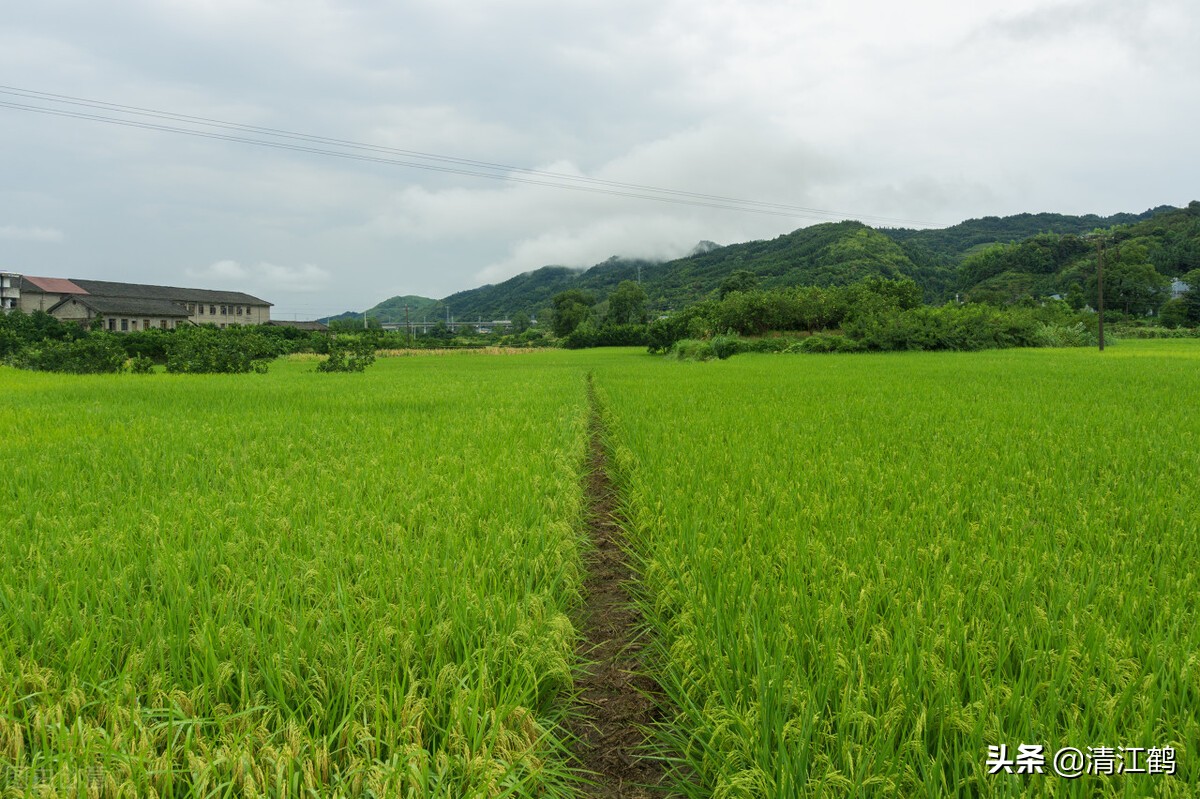 农业种植一年可得多少惠农资金（农村医疗保险查询）