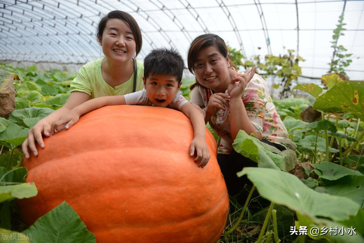 蔬菜种植有窍门，老祖宗总结出10句种菜“顺口溜”，句句饱含智慧