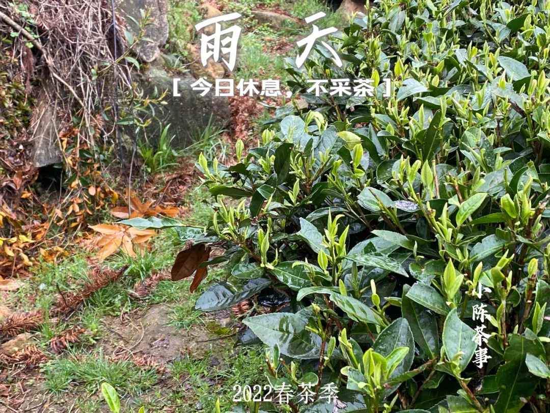 春茶季，太姥山间的春雨，总是和薄雾相伴在一起，滋润着一方茶山