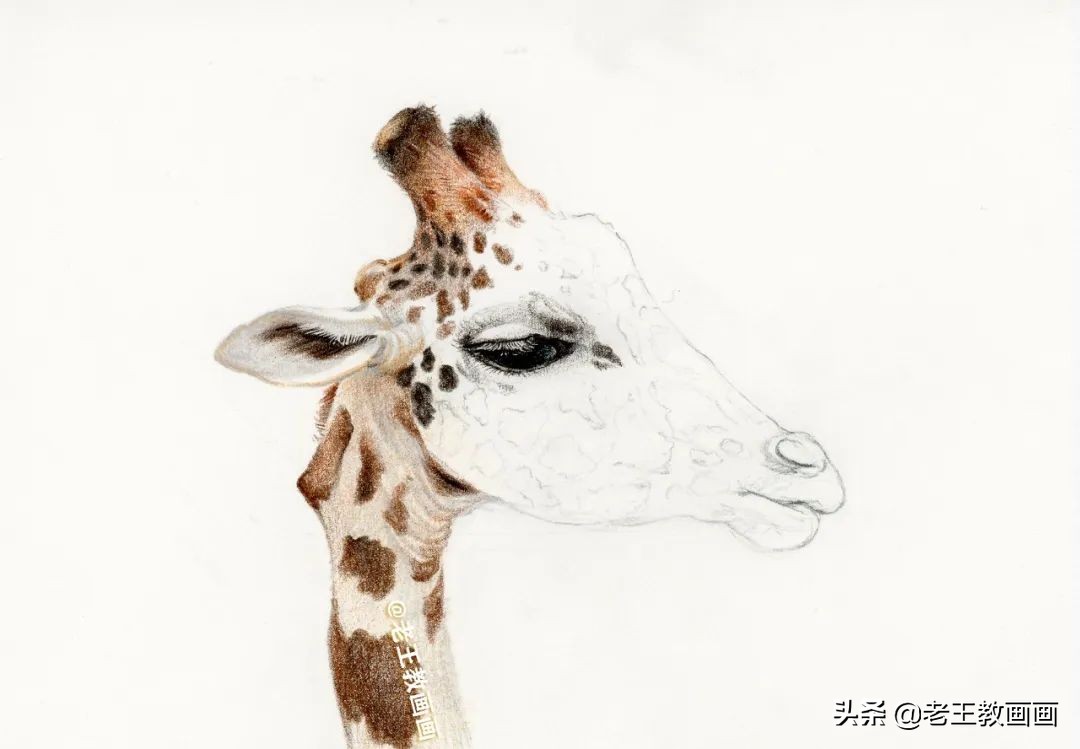动物怎么画才生动？教你画一只长颈鹿