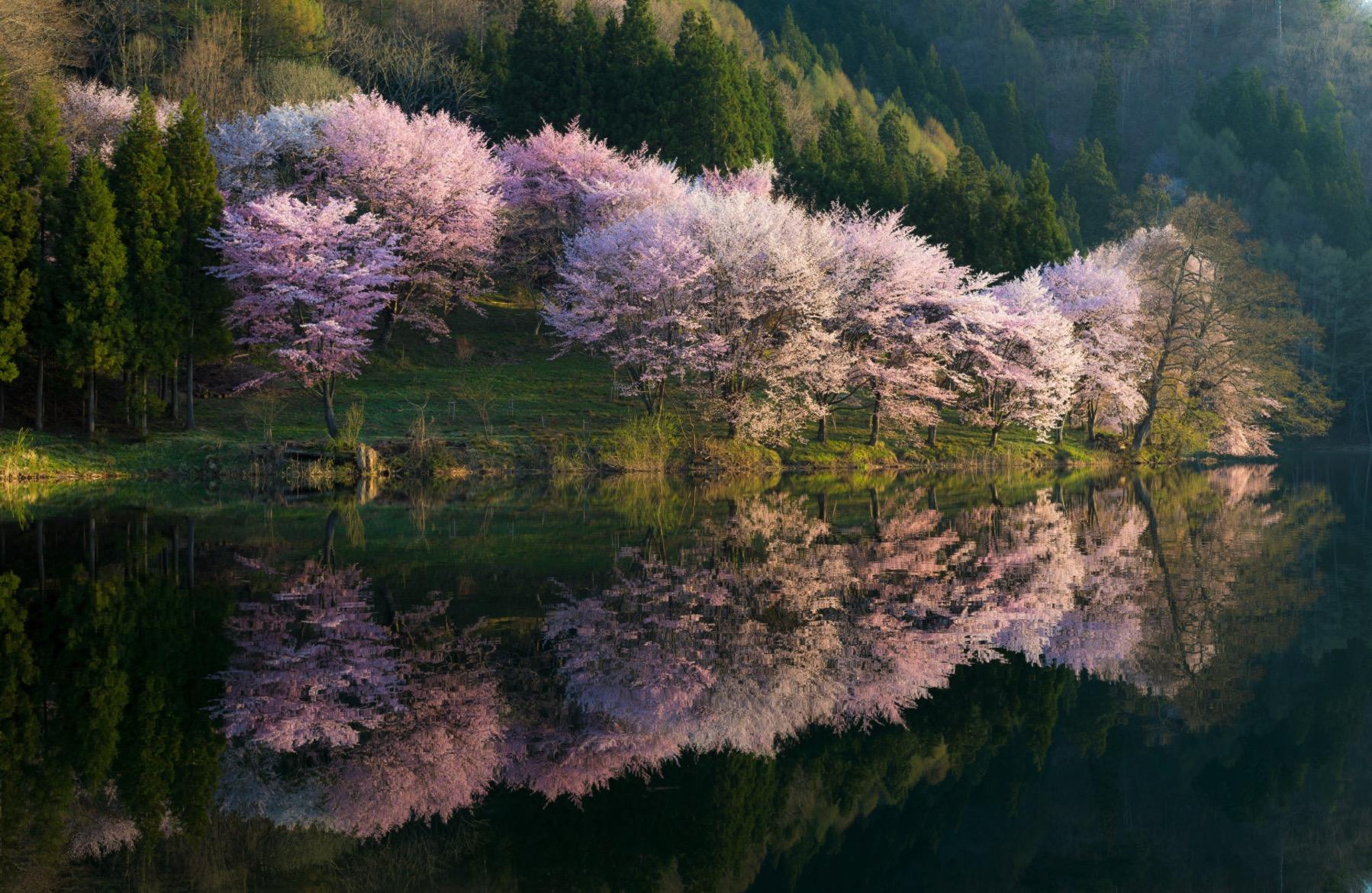 关于樱花的散文唯美的(描写野樱花的唯美散文) _晶羽科技