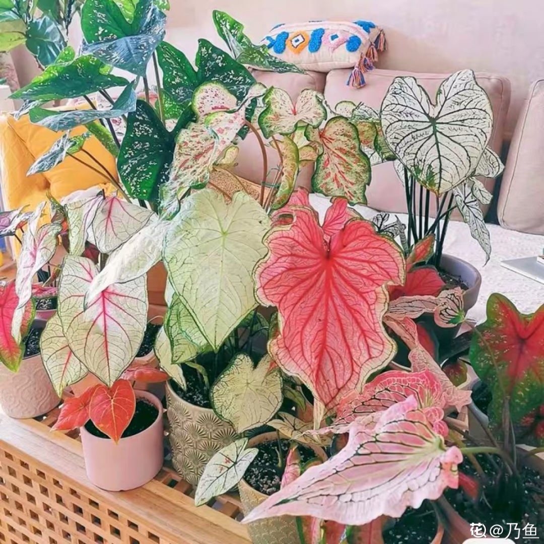 臥室養4種花，一覺睡到天亮，養人養身心