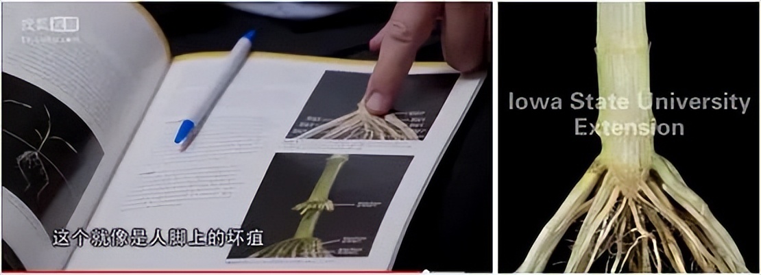 崔永元調查轉基因的紀錄片并不可靠