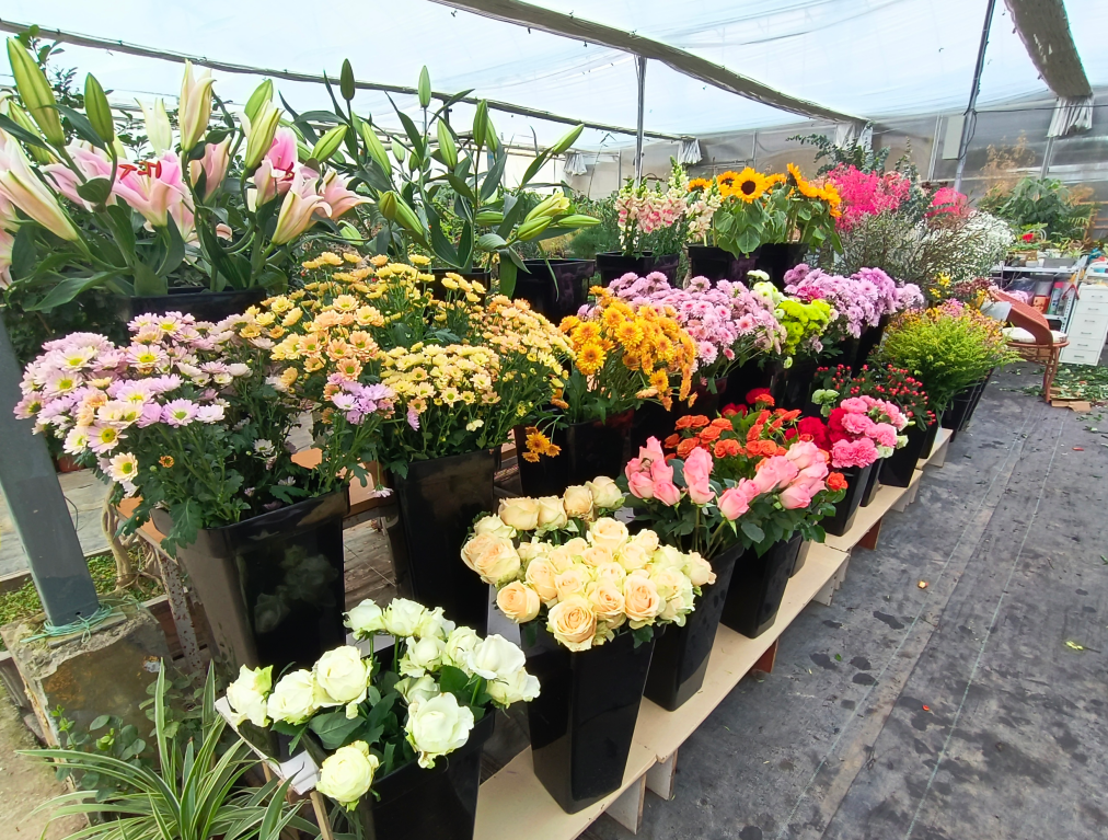 花卉批發市場 花草盆景價格(三個類型的花卉園藝市場) - 價格百科