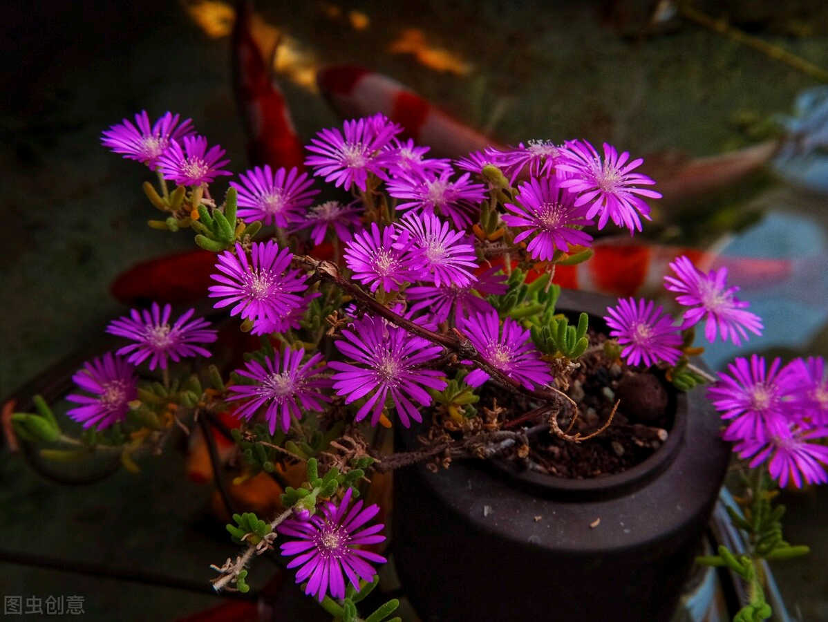 一花一爱一深情，一念花相思，一念花相爱，爱恋情思魂牵梦一生