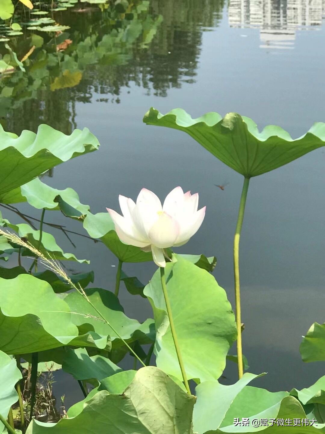 八宜轩——走进竹园八宜轩茶馆