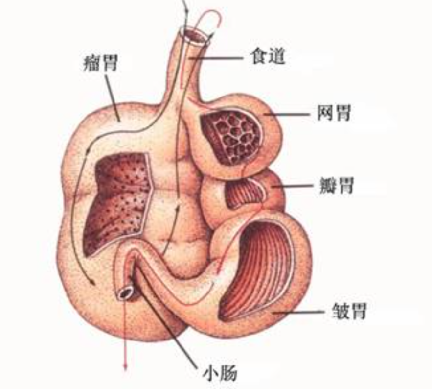 是的没有听错,长颈鹿是反刍动物,它有四个胃