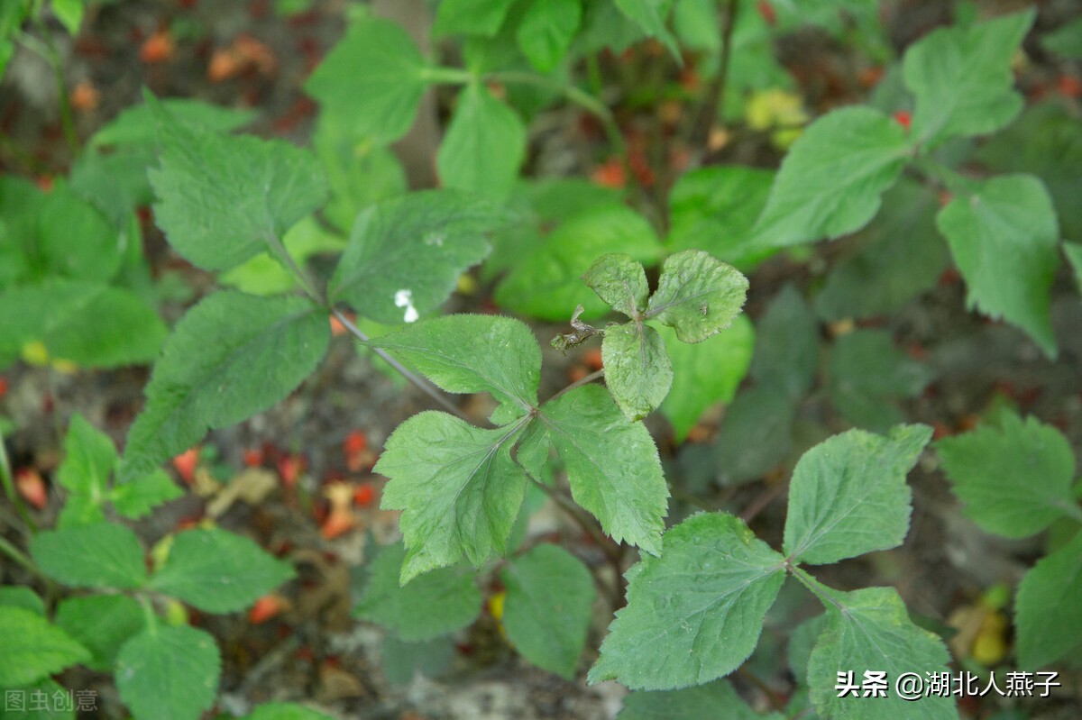 野菜的种类和做法（带你见识不同的野菜和吃法） 47