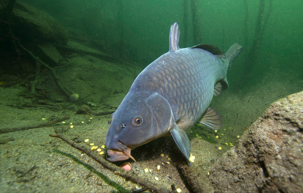 海鲤鱼图片(长江的) - 赤虎壹号