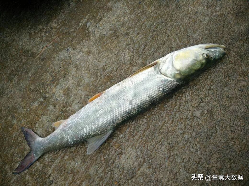 江苏泰州钓鱼人钓到108斤鳡鱼，卖7000块，不好吃还能卖这么贵？