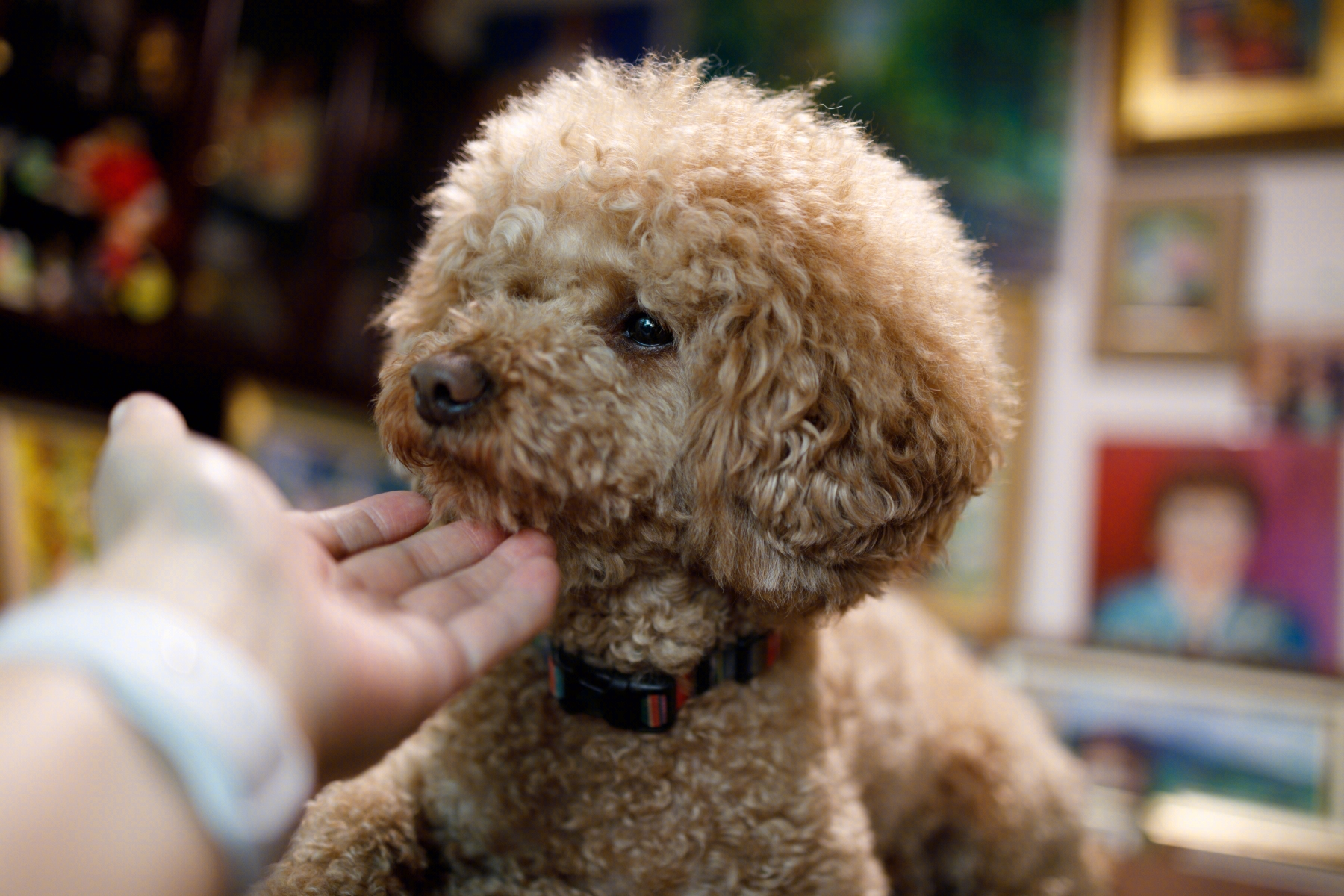 贵宾犬造型图片