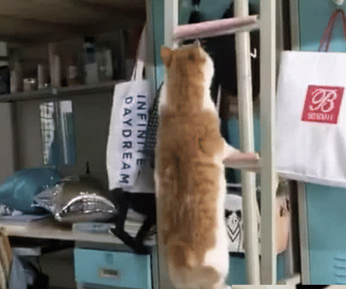 女生宿舍养猫被举报，宿管阿姨查寝哭笑不得，只因橘猫太胖藏不住