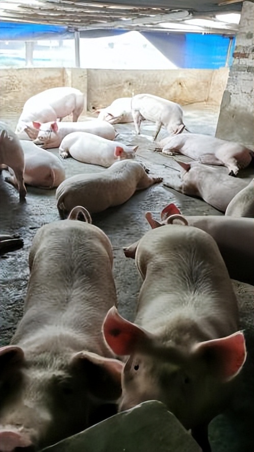 使用养猪专用复合益生菌的妙用