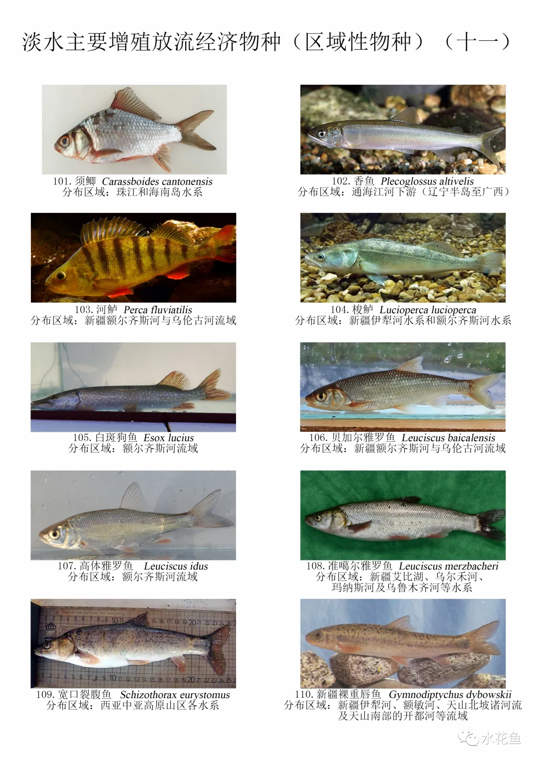图鉴：我国增殖放流允许的主要淡水鱼类——区域性经济物种120种