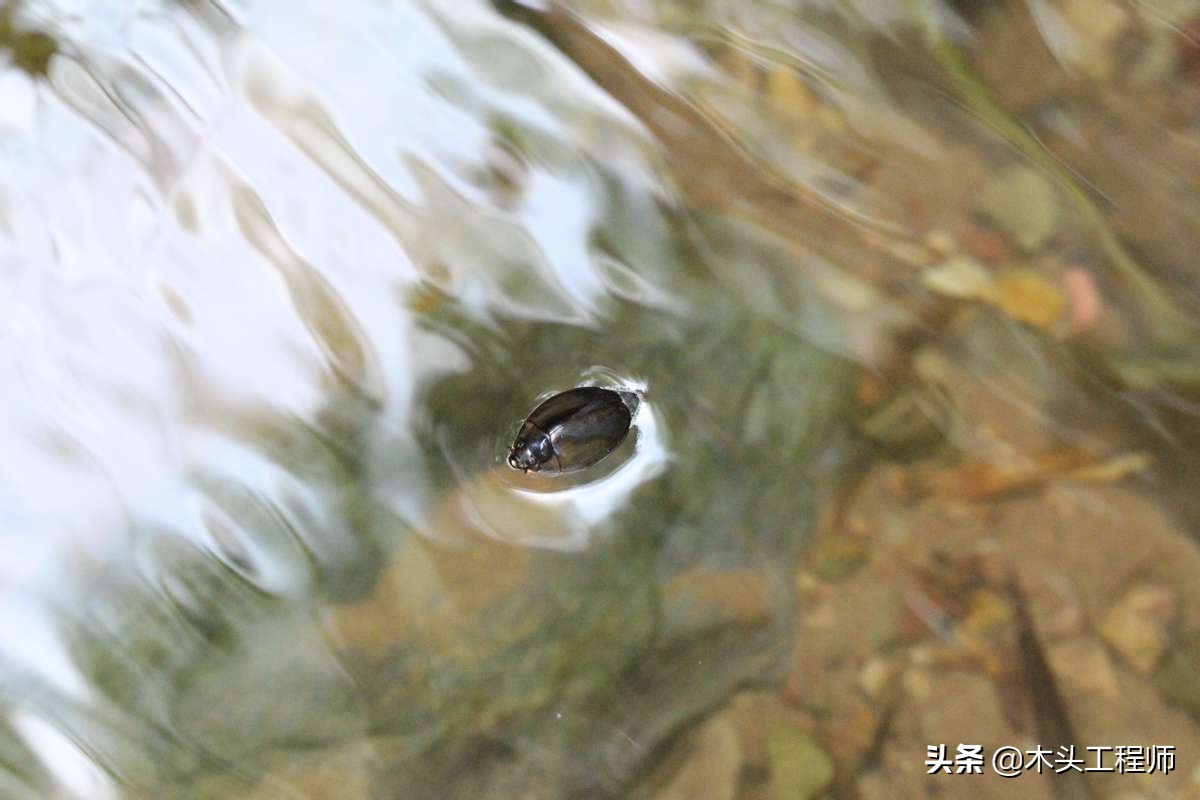 观赏昆虫野外识别图诀:豉甲