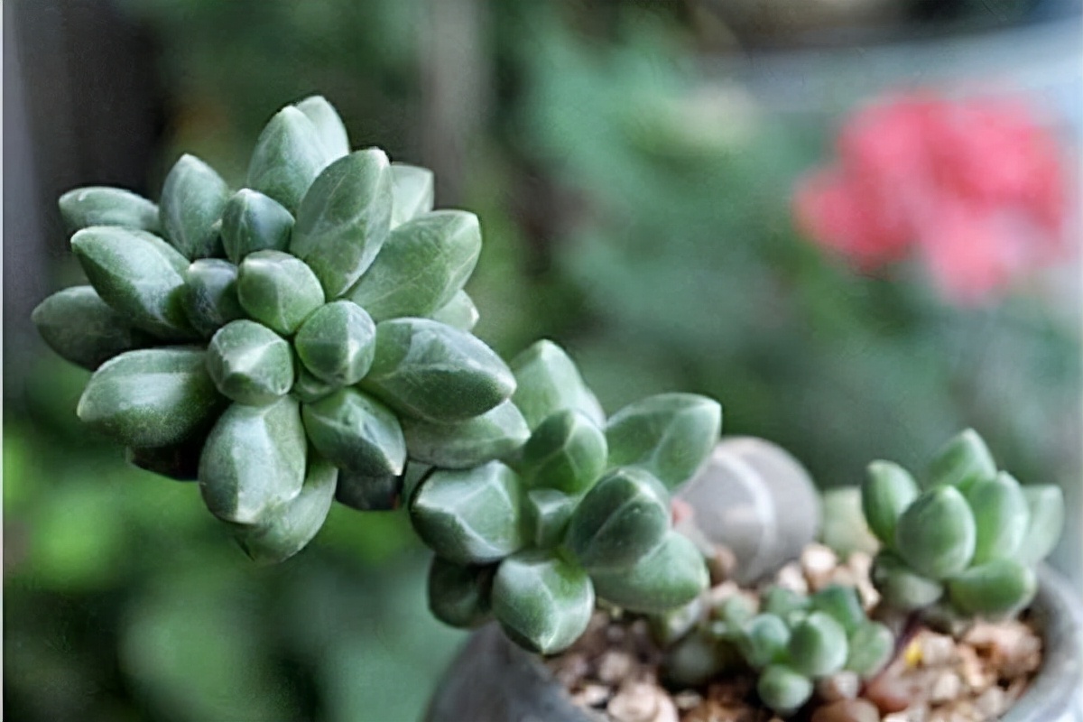 多肉植物介紹(100種多肉圖鑑,比花還美,你認識幾種?