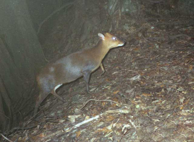 野生麂子肉多少钱一斤(我国神兽入侵日本) - 价格百科