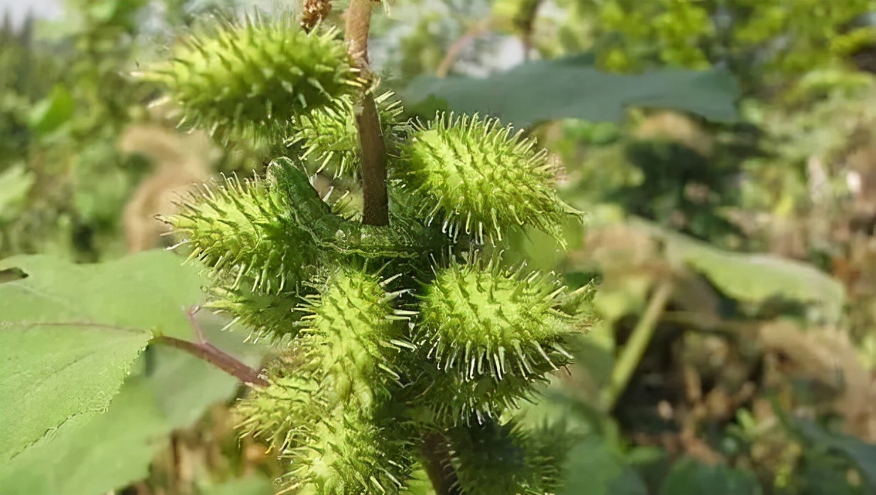 苍耳子毒性图片