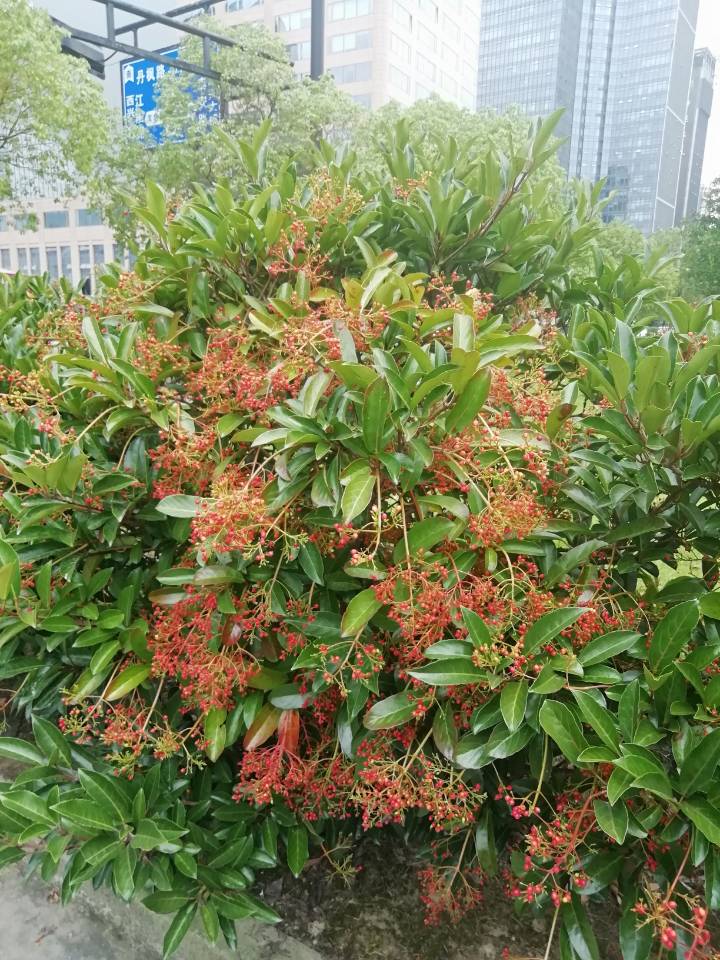 珊瑚树图片如何（串串红果，观果佳木珊瑚树图文介绍）