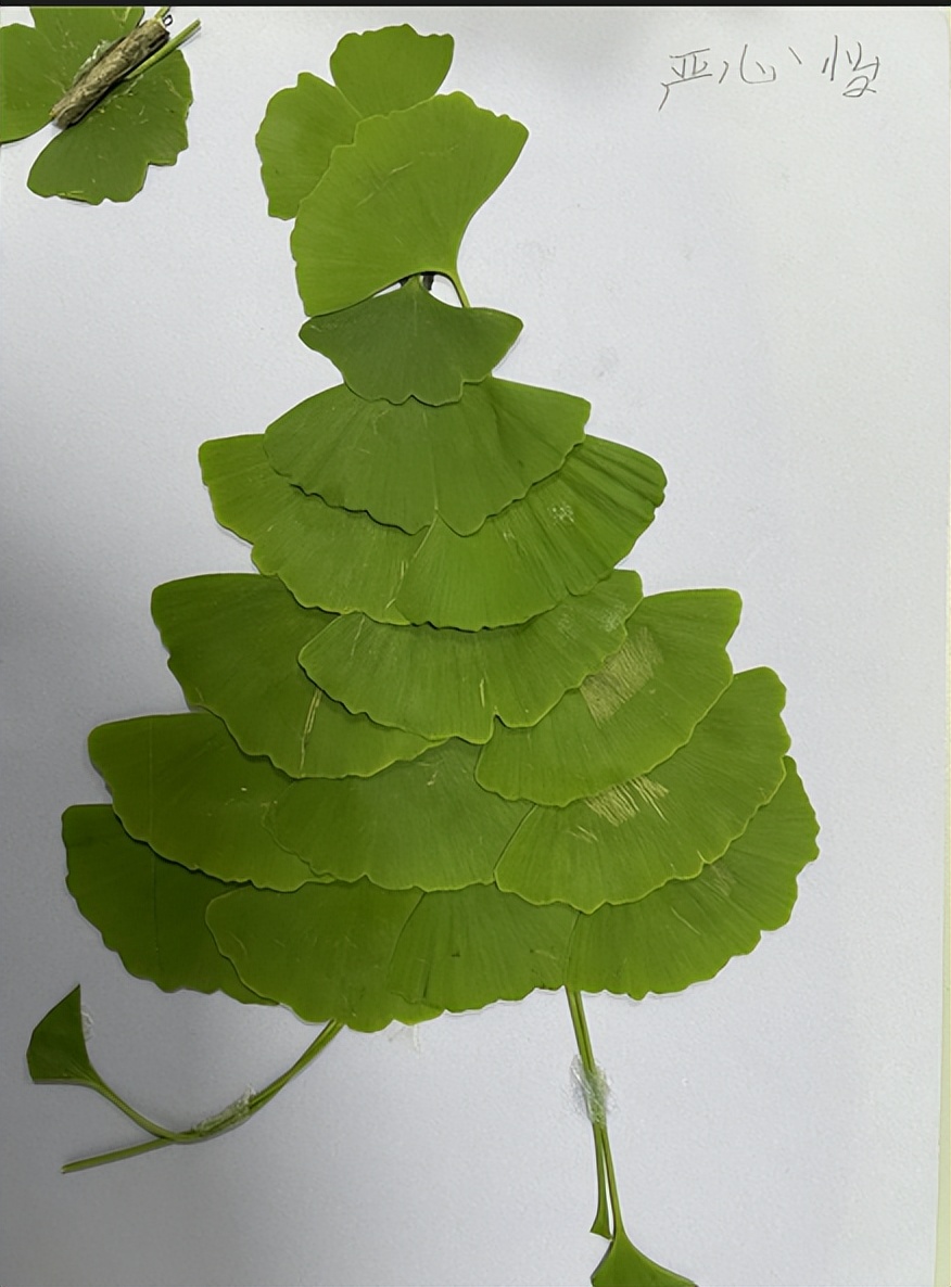 成都市双流区实验小学外国语学校开展阅读课程专题研讨教研活动