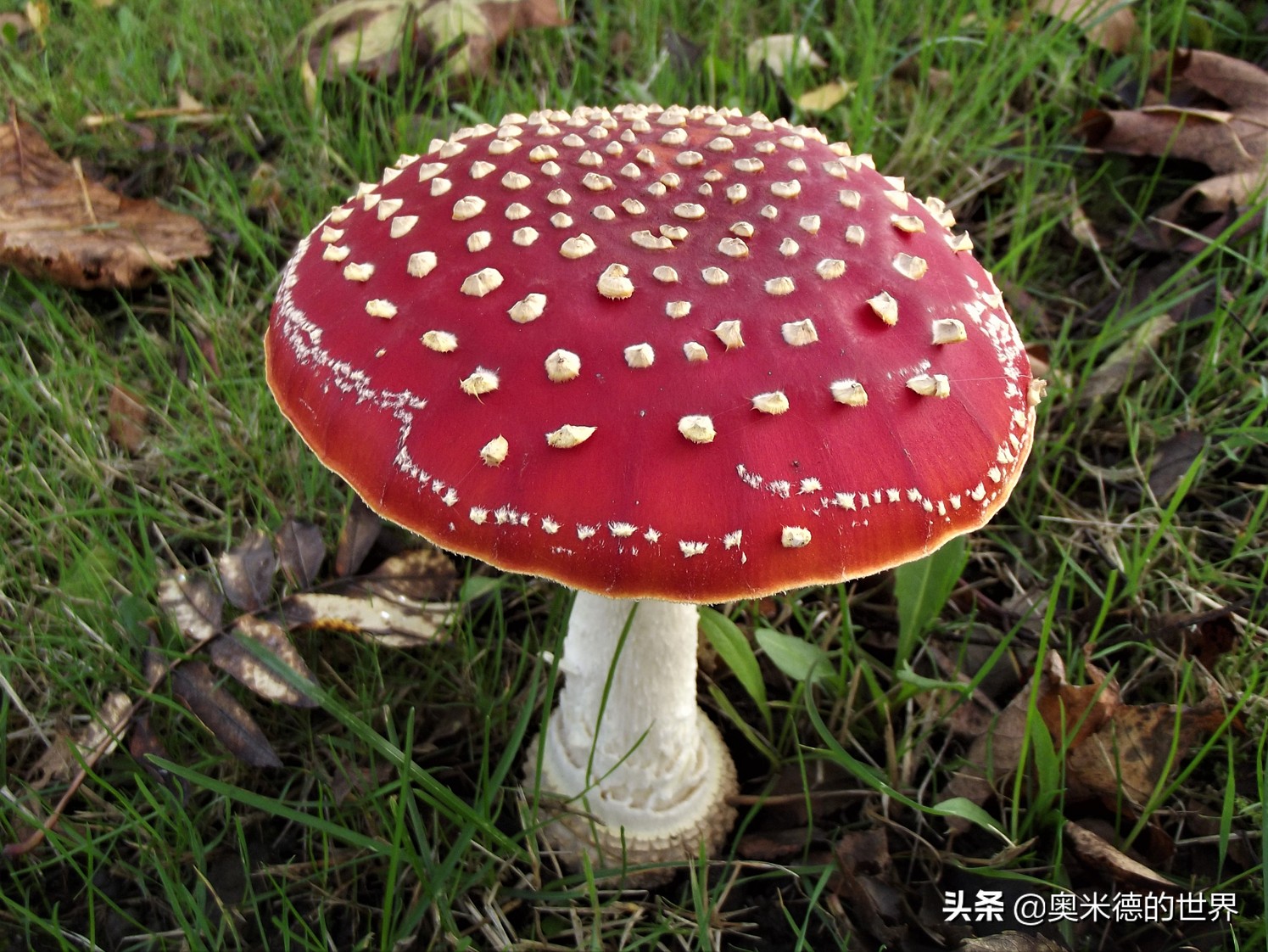 全世界最毒的十种蘑菇，中国最毒的蘑菇致命白毒伞上榜