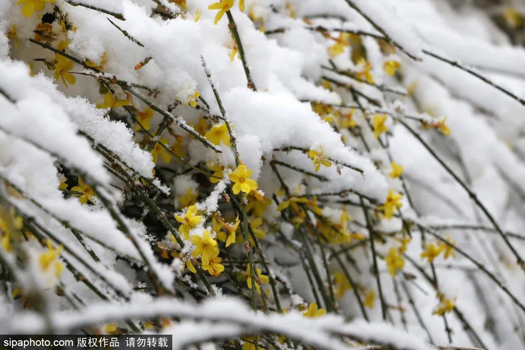 当春花遇上春雪，看京城别样的诗意与浪漫~