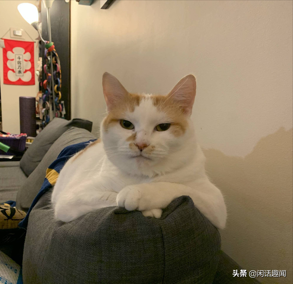 有猫的生活太精彩,赶快养只猫