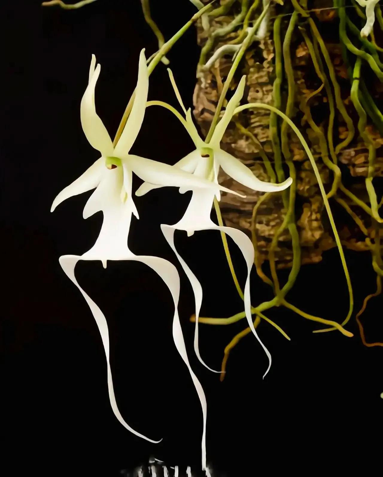 鬼兰花价格(幽灵鬼兰花价格)