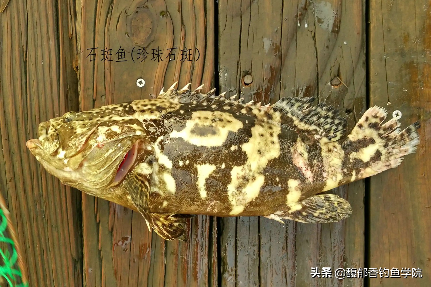 石斑鱼喜欢吃什么(石斑鱼垂钓技巧及诱饵配方)