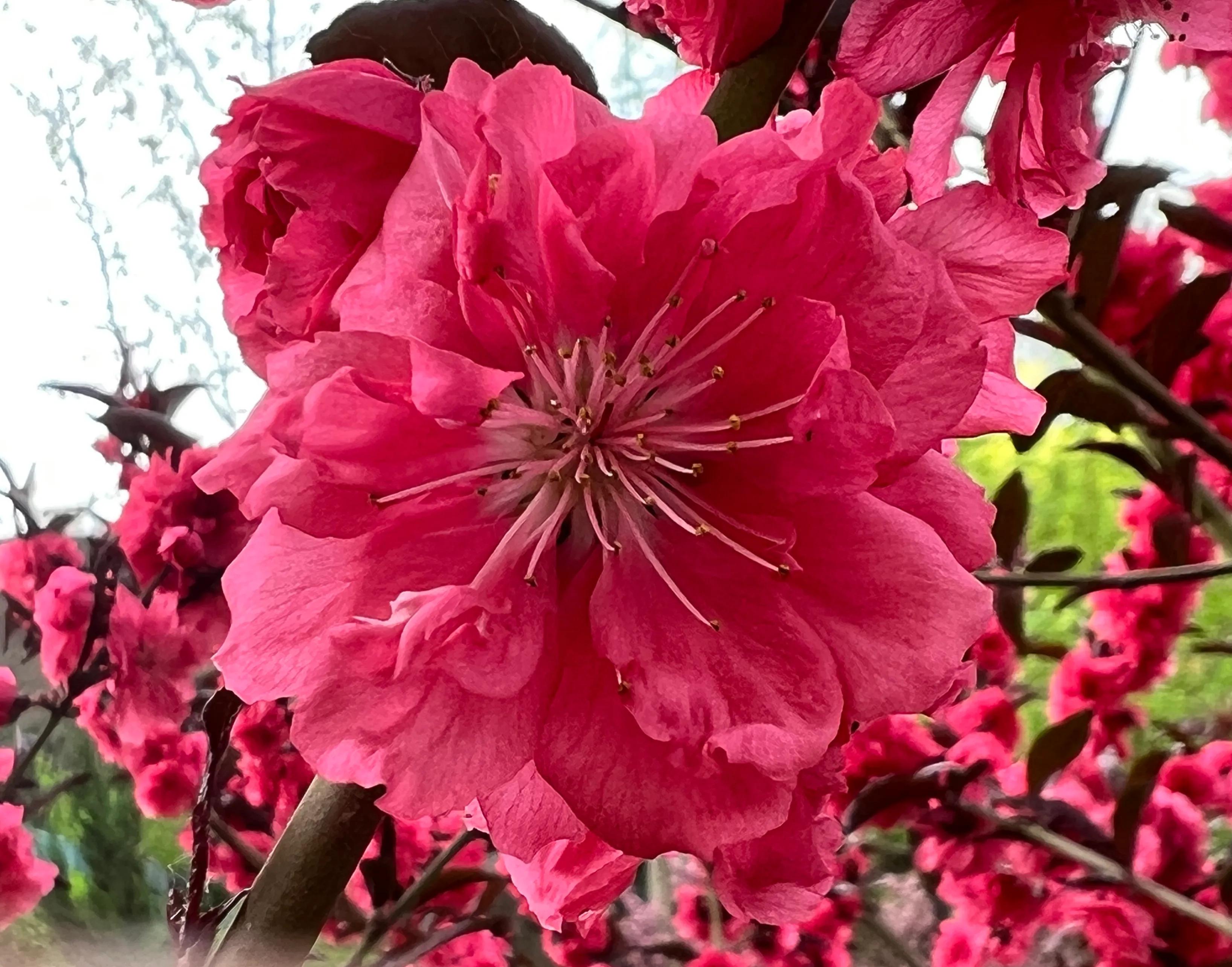 繁花似锦春常在，花红柳绿四月天，吹面不寒杨柳醉春风