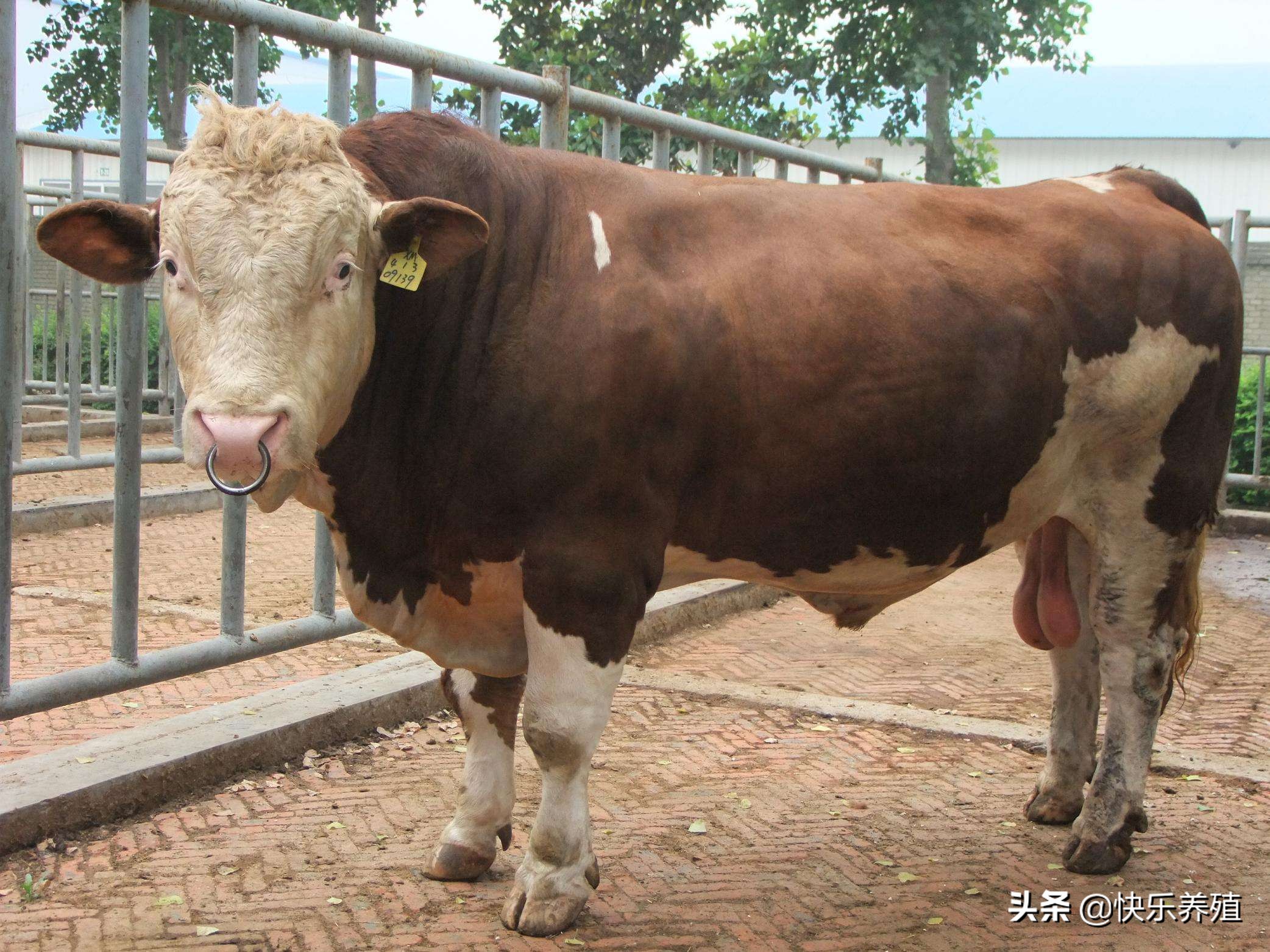 牛结节病席卷全国，预防应从春季抓起，记住一免两灭三消毒