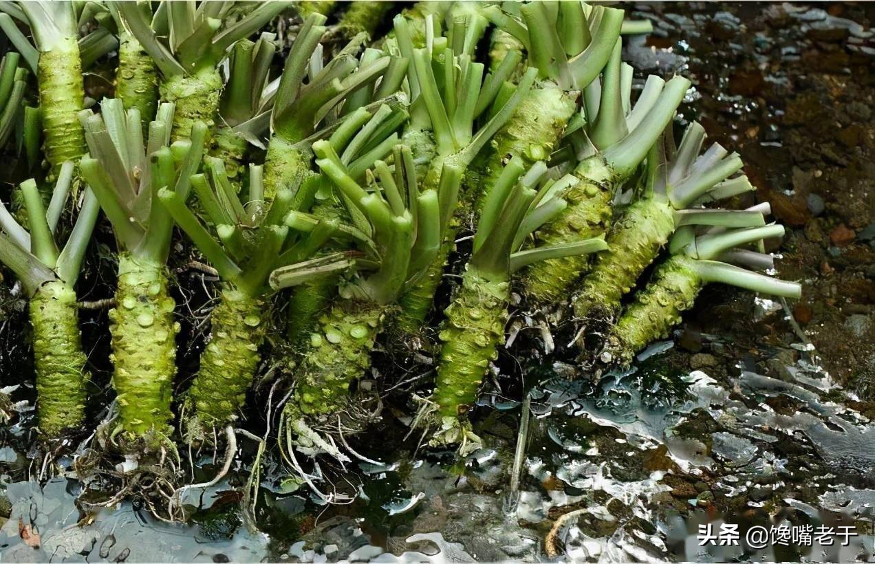 芥末到底是什么做的？为啥要叫“芥末”？吃了20多年，今天才明白