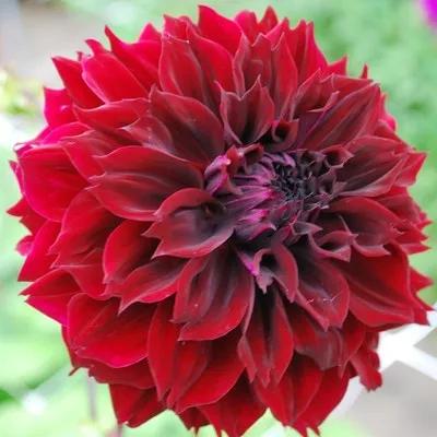 花朵美图｜温柔甜美的初吻、大丽花、耧斗菜花朵合集160张
