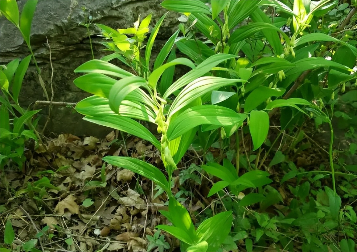 像竹子的盆栽植物叫啥（这款药材常常被误认为竹子）