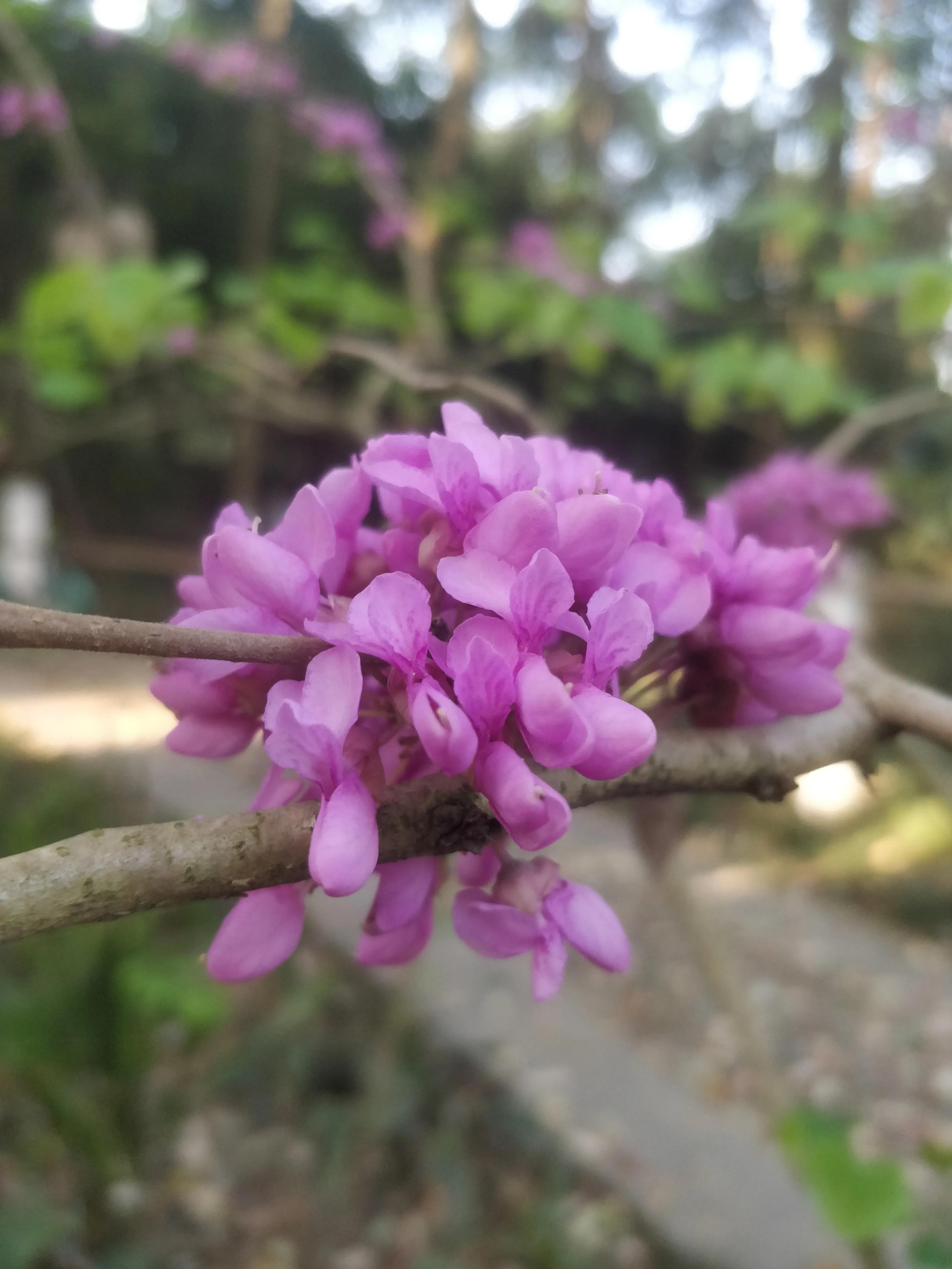 冬去春来满条红，风动紫荆花飘香