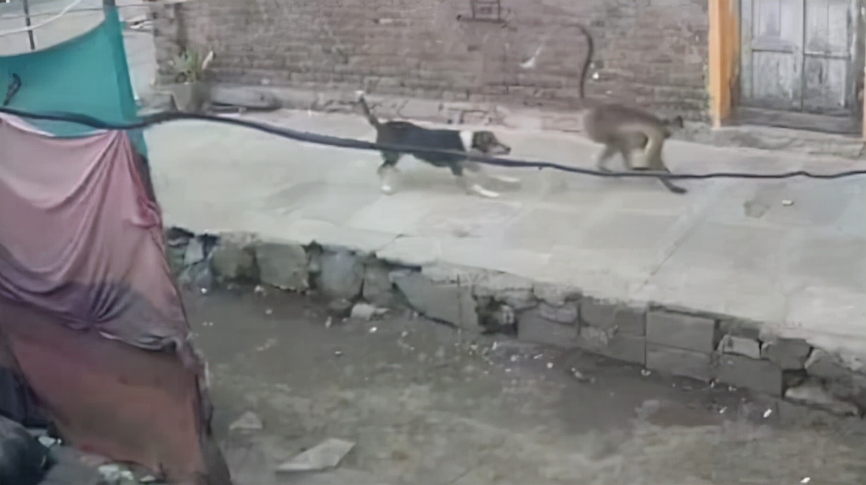 印度猴子与狗爆发冲突，把狗带到高楼扔下，手段之残忍