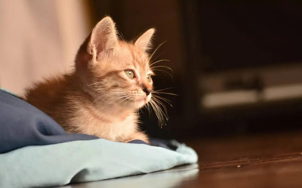 打算放弃一个人时的句子