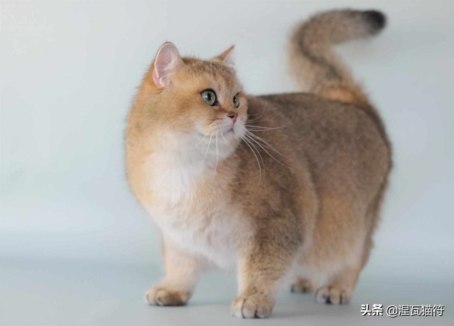 英国短毛猫丨金渐层(黑金)