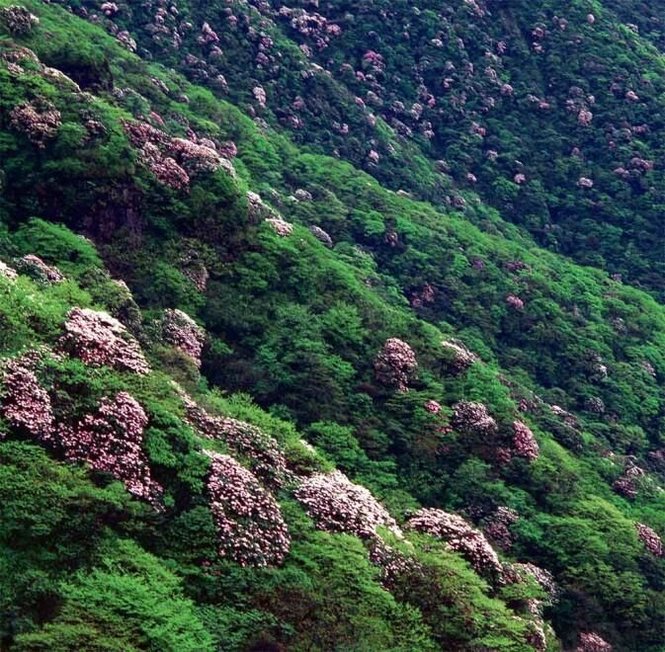 贵州大方百里杜鹃简介（最大的百里杜鹃的景区介绍）