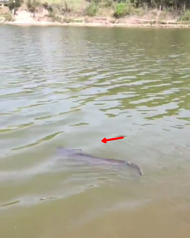 能咬人?四川钓友钓到89斤"鲶鱼王"多人劝放生,网友:养起来