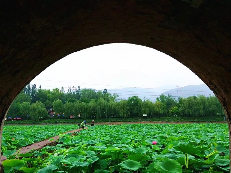 荡漾起满池的温柔~~西山这些地方已被荷花宠坏了！