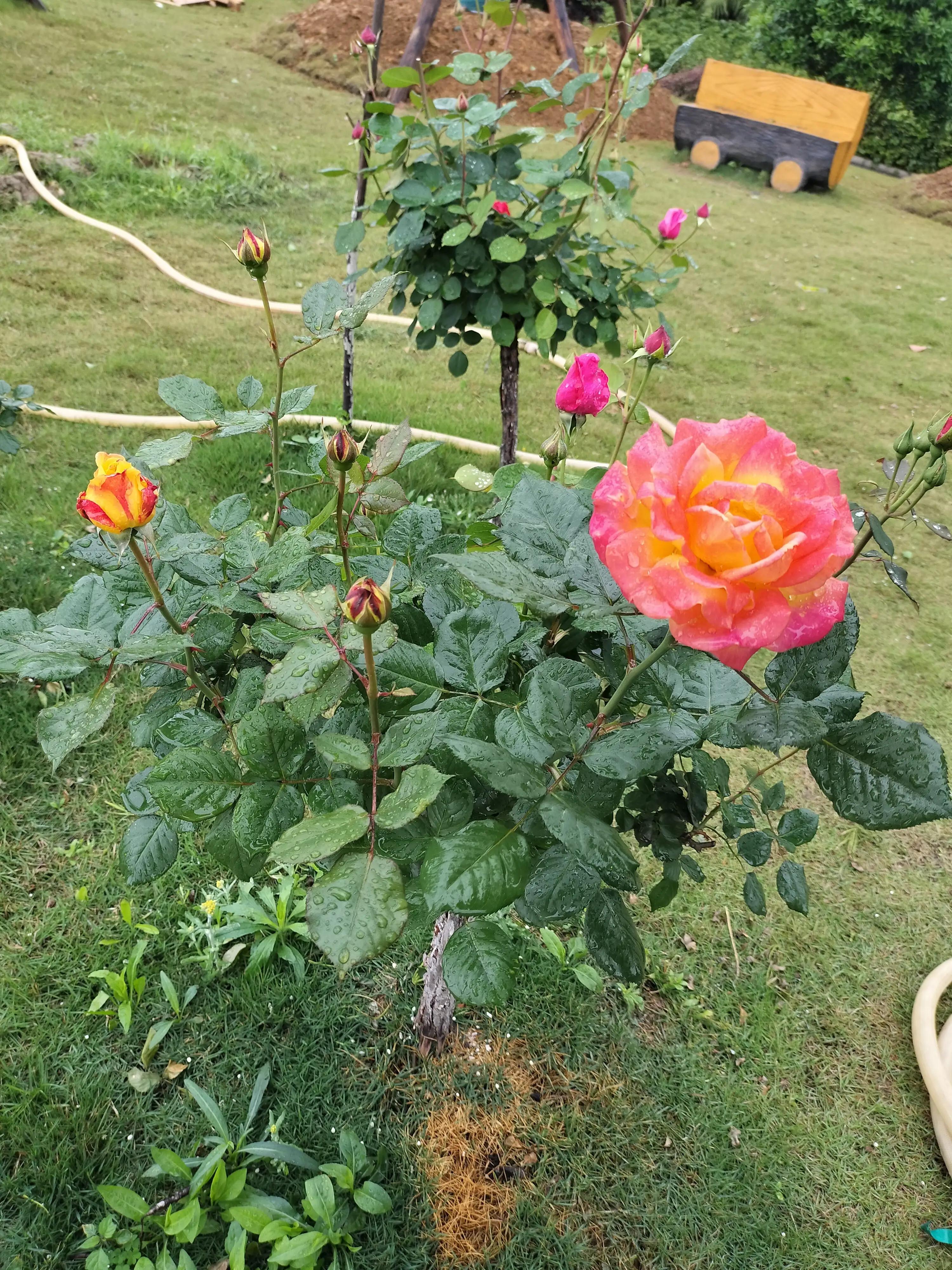 夏日校园限定，雨中的风景