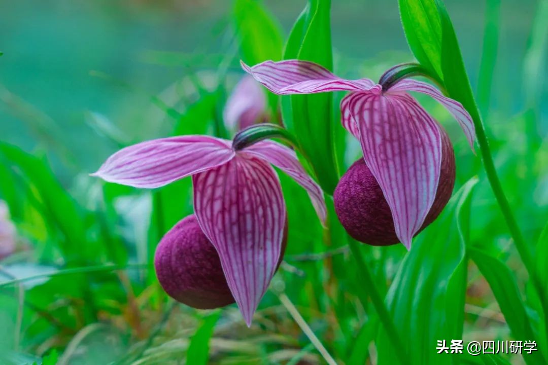 六月仲夏 赴一场黄龙兰花之约